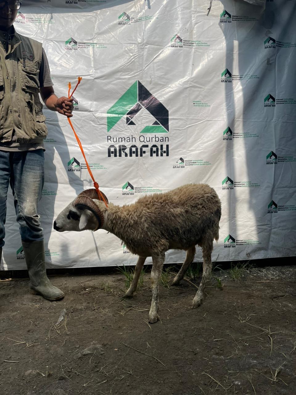 Domba Pro 3 nomor 112